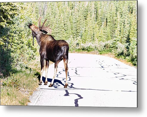 Moose Metal Print featuring the photograph Bull Moose Munching in The Road by James BO Insogna