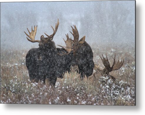 Moose Metal Print featuring the photograph Bulls In The Snow by Adam Jewell