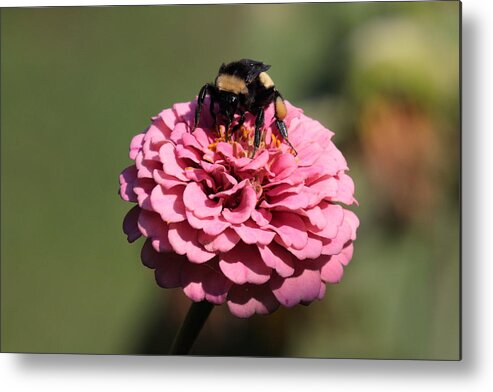 Bumble Bee Metal Print featuring the photograph Bumble Bee on Zinnia 2649 by John Moyer