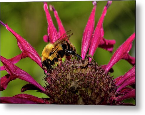 Ray Kent Metal Print featuring the photograph Bumble Bee by Ray Kent
