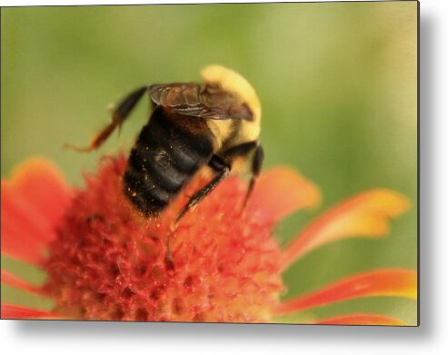 Insect Metal Print featuring the photograph Bumblebee by Chris Berry