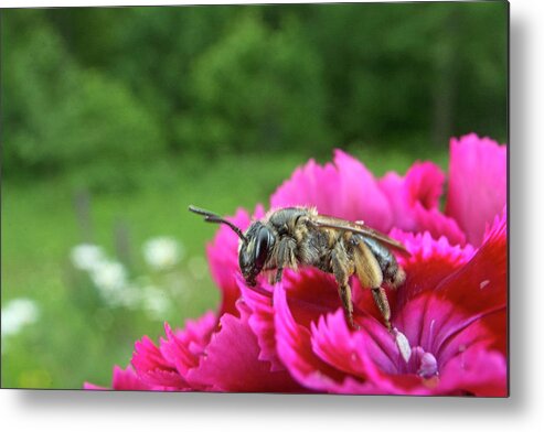 Canada Metal Print featuring the photograph Bumblebee on Pink Flower by Scott Leslie