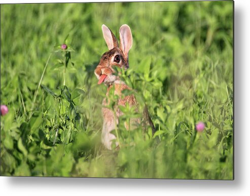 Rabbit Metal Print featuring the photograph Bunny Tongue out by Brook Burling
