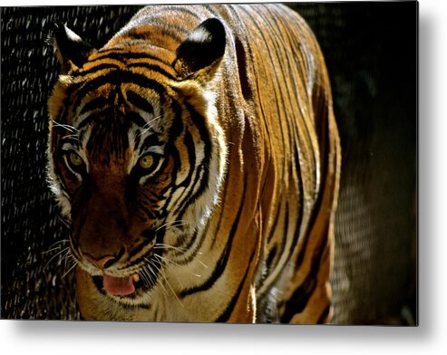 Tiger Metal Print featuring the photograph Burning Bright by Melisa Elliott