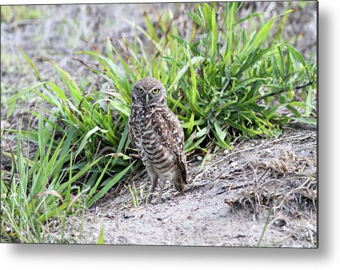 Burrowing Owl Metal Print featuring the photograph Burrowing Owl by David Barker