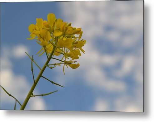  Metal Print featuring the photograph Burst of Yellow and Sky by Jeannie Marie Sloan