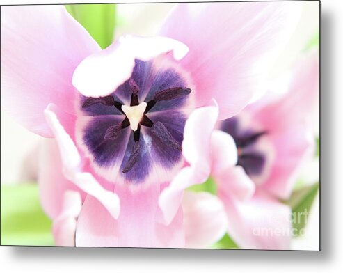 Christian Metal Print featuring the photograph Bursting with Color by Anita Oakley