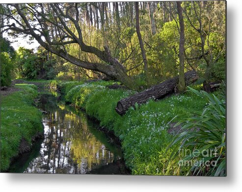Auckland Metal Print featuring the photograph Bush Creek by Yurix Sardinelly
