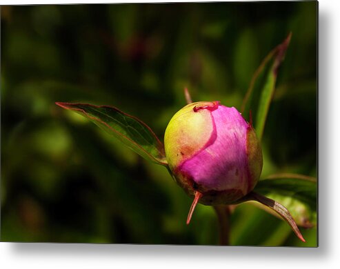 Peony Metal Print featuring the photograph Busting Out by John Roach