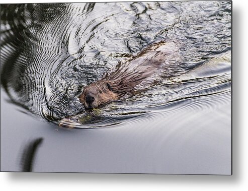 Beaver Metal Print featuring the photograph Busy by Alex Lapidus