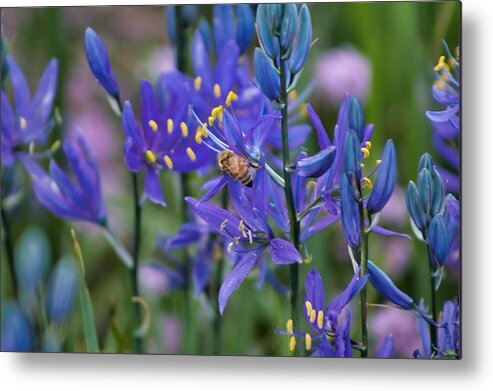 Bee Metal Print featuring the photograph Busy Bee by Brian Eberly