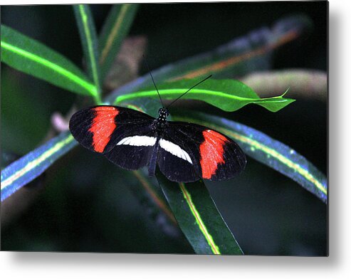 Butterfly Metal Print featuring the photograph Butterfly - Rosina by Richard Krebs