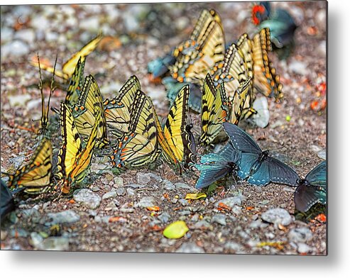 Blount County Tennessee Metal Print featuring the photograph Butterflies by Victor Culpepper
