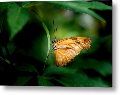 Jay Stockhaus Metal Print featuring the photograph Butterfly 5 by Jay Stockhaus