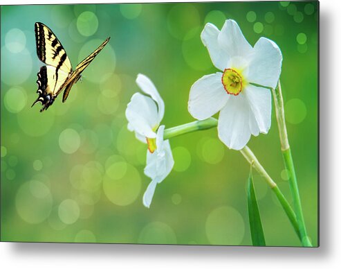 Flowers Metal Print featuring the photograph Butterfly and Flowers by Cathy Kovarik