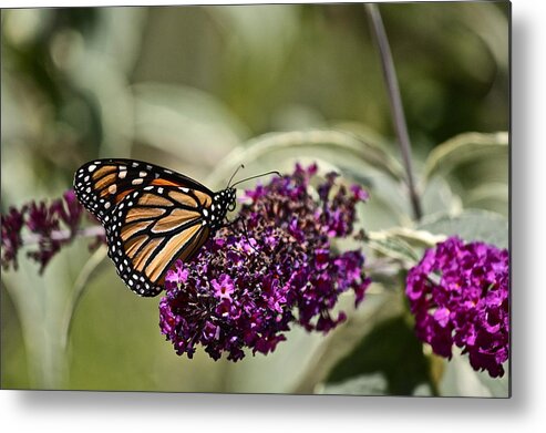 Plant Metal Print featuring the photograph Butterfly Bush by Diana Hatcher