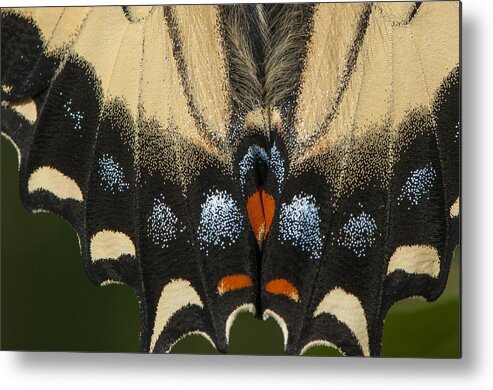 Animal Resting Metal Print featuring the photograph Butterfly colors by Brian Green