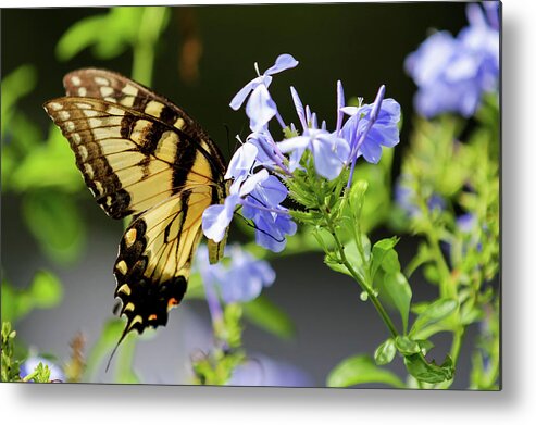 Wildlife Metal Print featuring the photograph Butterfly by Dillon Kalkhurst