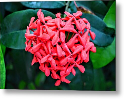 Heart Metal Print featuring the photograph Butterfly Heart by Michael Brungardt