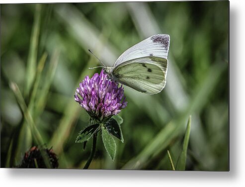Butterfly Metal Print featuring the photograph Butterfly In Love by Ray Congrove