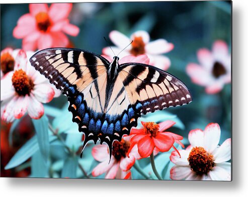 Swallowtail Metal Print featuring the photograph Butterfly by Jill Lang