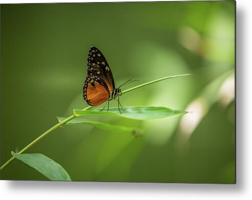 Butterfly Metal Print featuring the photograph Golden Helicon Butterfly by Jimmy Tran