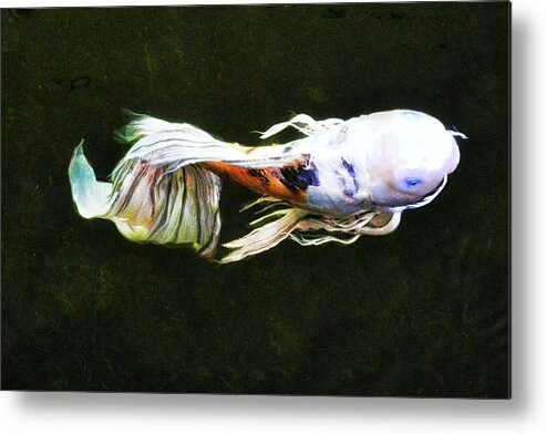 Koi Metal Print featuring the photograph Butterfly Koi Fish by Kirsten Giving