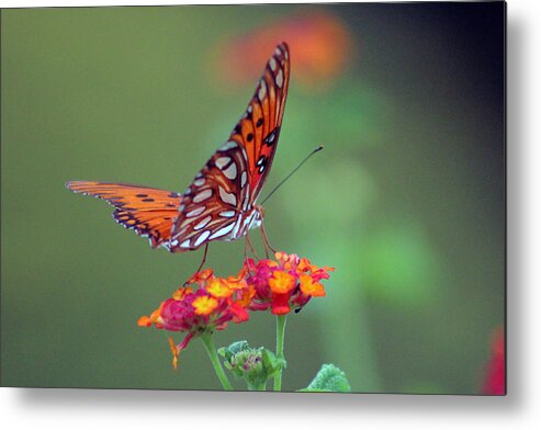 Butterfly Metal Print featuring the photograph Butterfly Majestic by DB Hayes