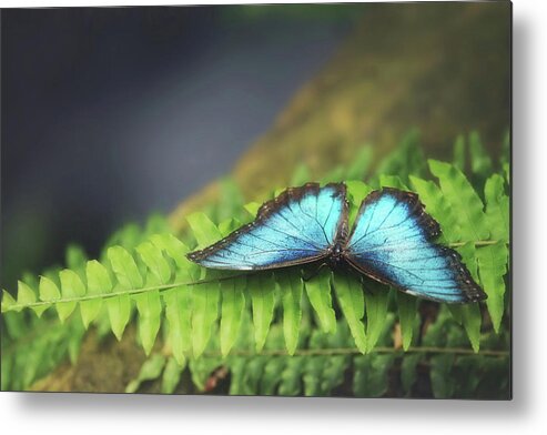 Blue Metal Print featuring the photograph Butterfly of Blue by Carrie Ann Grippo-Pike