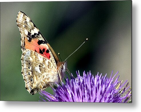 Butterfly Metal Print featuring the photograph butterfly on a Silybum marianum I by Nahum Budin