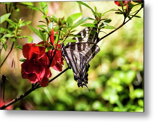 Butterfly Metal Print featuring the photograph Butterfly on an Azalea by Belinda Greb