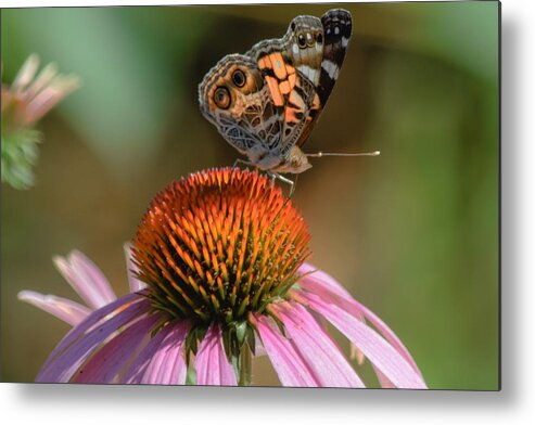Butterfly Metal Print featuring the photograph Butterfly on Coneflower 2 by Mary Ann Artz