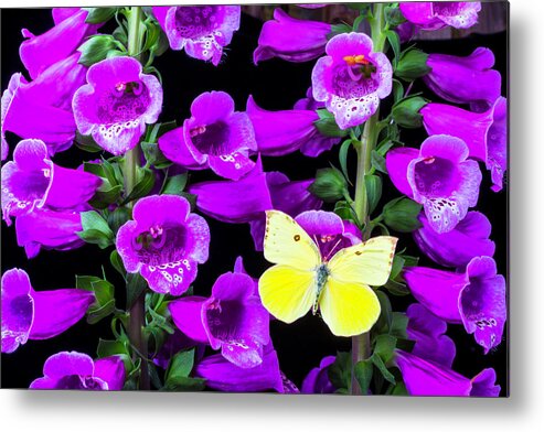 Purple Foxglove Metal Print featuring the photograph Butterfly On Foxglove by Garry Gay