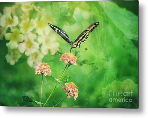 Butterfly Metal Print featuring the photograph Butterfly on Lantana Montage by Toma Caul