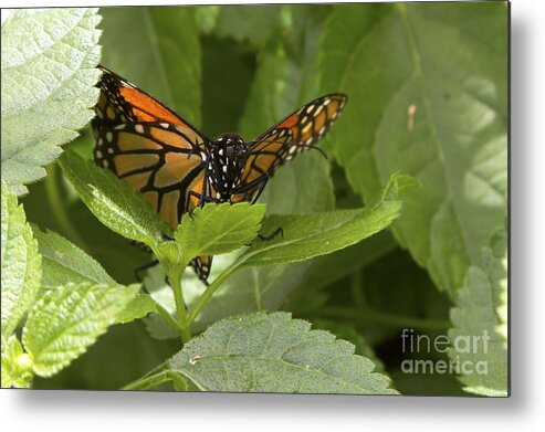 Butterfly Metal Print featuring the photograph Butterfly Peeking Through Leaves by Karen Foley