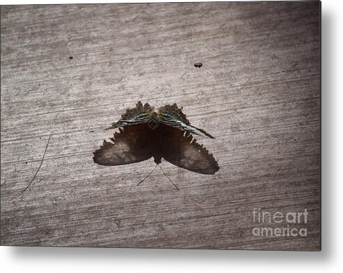 Butterfly Metal Print featuring the painting Butterfly See through by Daniel Shearer