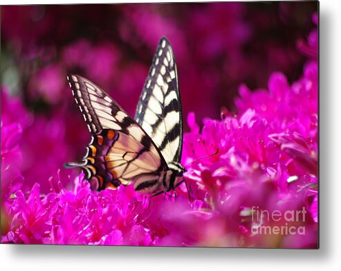Butterfly Metal Print featuring the photograph Butterfly1 by Gerald Kloss