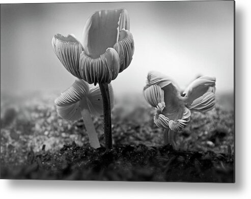 Mushroom Metal Print featuring the photograph BW Mushroom - 365- 232 by Inge Riis McDonald