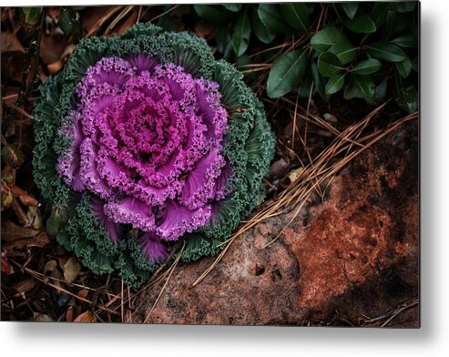 Ornamental Metal Print featuring the photograph Cabbage and Rock by Buck Buchanan