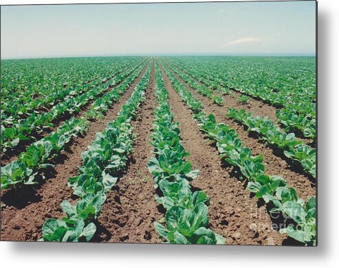 Nature Metal Print featuring the photograph Cabbage Patch Dolls by Mia Alexander