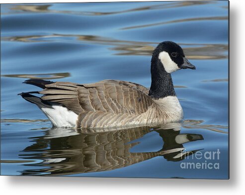 Cackling Goose Metal Print featuring the photograph Cackling Goose by Merrimon Crawford