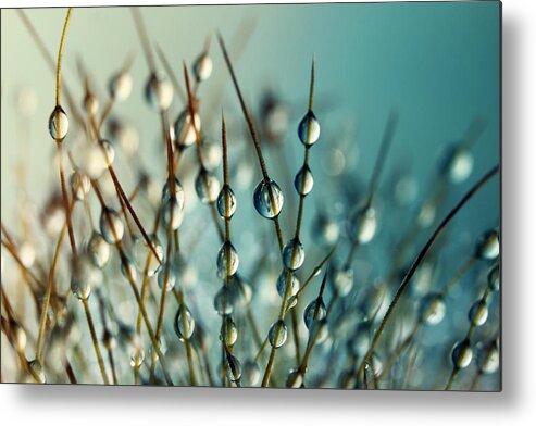 Cactus Metal Print featuring the photograph Cactus Craze II by Sharon Johnstone