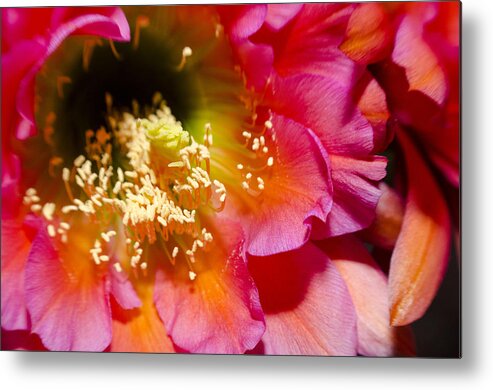 Cactus Metal Print featuring the photograph Cactus Flower Close Up by Richard Henne