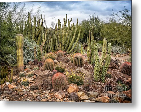 Arid Metal Print featuring the photograph Cactus Party by David Levin