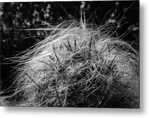 Cactus Metal Print featuring the photograph Cactus by Ross Henton