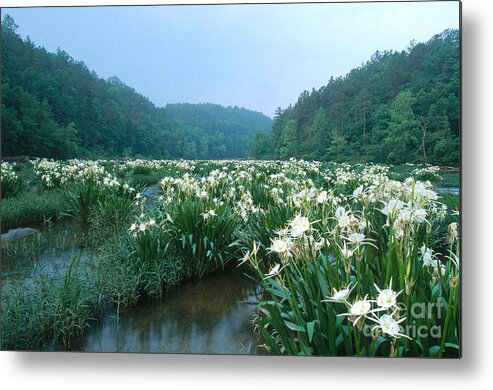 Cahaba River Metal Print featuring the photograph Cahaba River With Lilies by Jeffrey Lepore