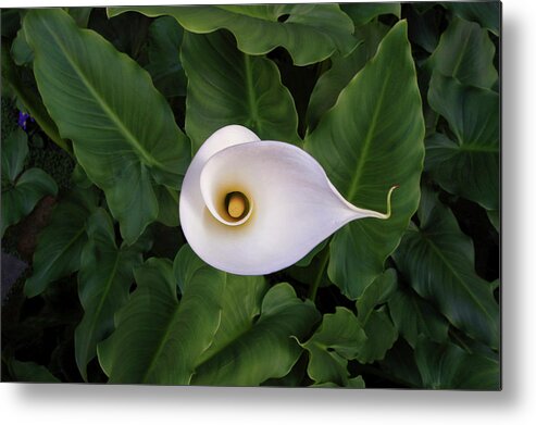 Calla Lily Metal Print featuring the photograph Calla Lily by Windy Osborn