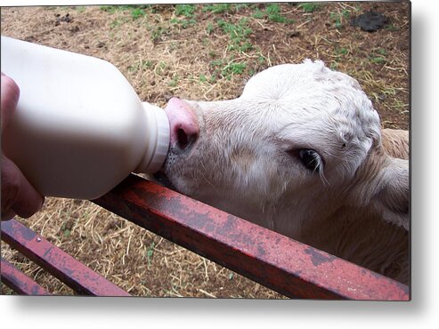 Calf Metal Print featuring the photograph Calf by JK Dooley