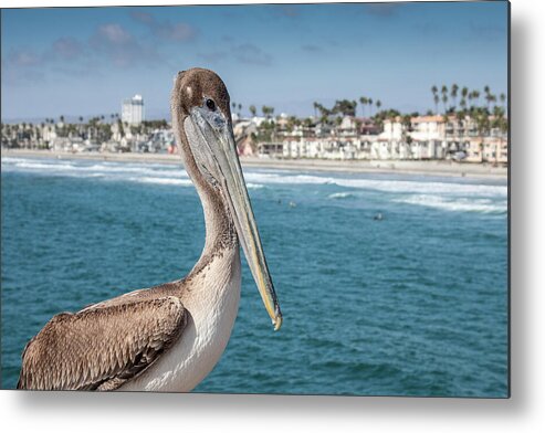 Animal Metal Print featuring the photograph California Pelican by John Wadleigh