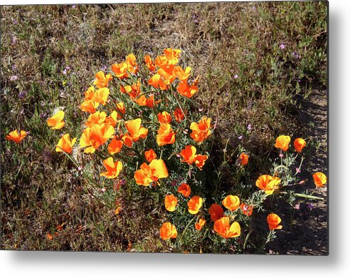 Poppy Metal Print featuring the photograph California Poppy by Gene Parks